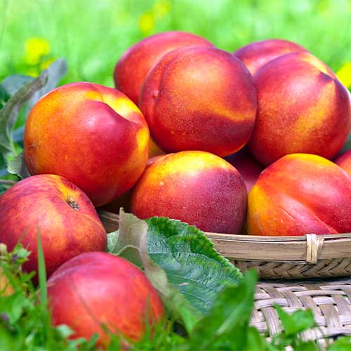 Nektarina Fire Earth, С2 slika 1 interface.art 4285