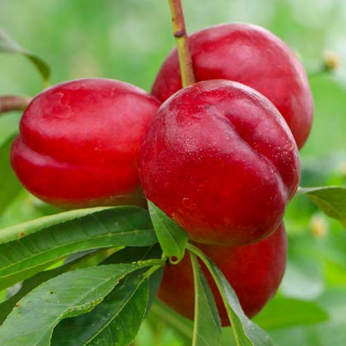 Nektarina Late Love, С2 slika 1 interface.art 1629