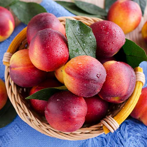 Nektarina Orion slika 1 interface.art 7983