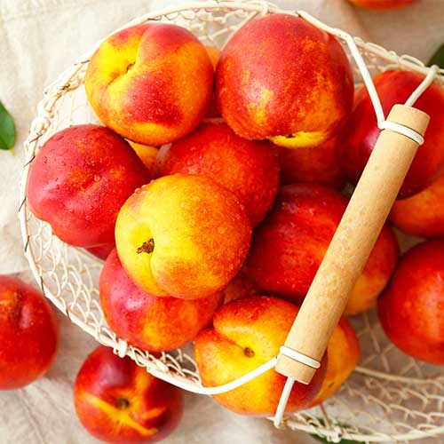 Nektarina Orlando slika 1 interface.art 4288