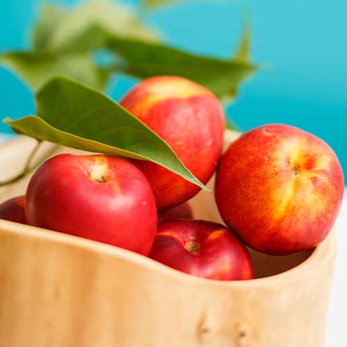 Nektarina Star Coral, C2 slika 1 interface.art 9685