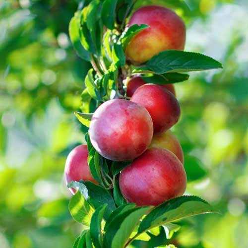 Nektarina (stupolika) Orion slika 1 interface.art 2016