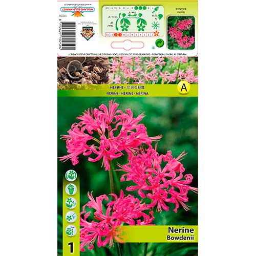 Nerine Pink slika 1 interface.art 76334
