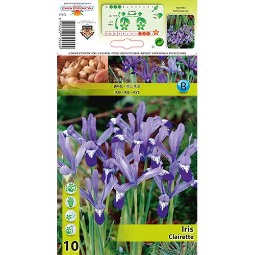 Netted iris Clairette slika 1 interface.art 67606