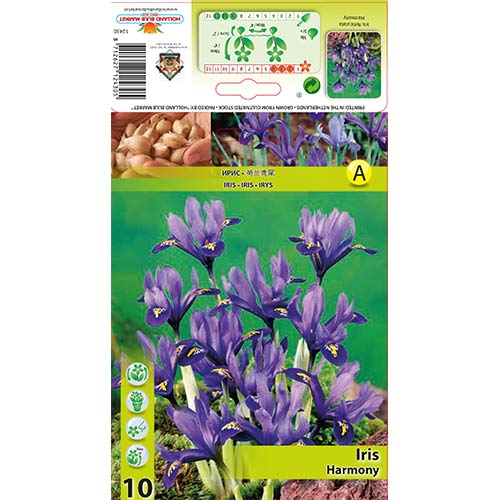 Netted iris Harmony slika 1 interface.art 67381