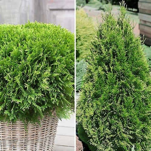 Nevjerojatna ponuda! Četinari Duo, set od 2 vrste slika 1 interface.art 9468