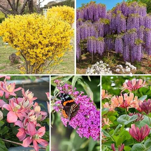 Nevjerojatna ponuda! Cvjetne živice, set od 5 vrsta slika 1 interface.art 2034