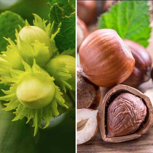 Nevjerojatna ponuda! Duo lješnjak, set od 2 sorte slika 1 interface.art 5675