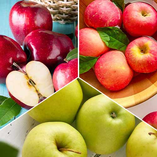 Nevjerojatna ponuda! Jabuke Trio, set od 3 sorte slika 1 interface.art 6945