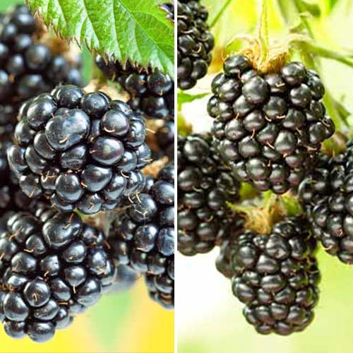 Nevjerojatna ponuda! Kupina Duet, set od 2 varijante slika 1 interface.art 5390