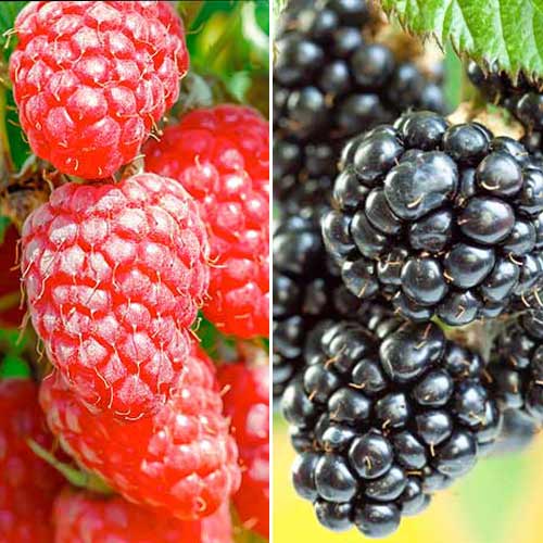 Nevjerojatna ponuda! Kupina i malina Duet, set od 2 sorte slika 1 interface.art 7643