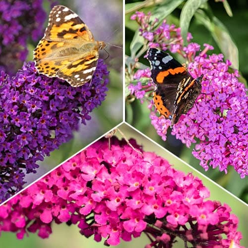 Nevjerojatna ponuda! Ljetnih jorgovan Trio, set od 3 vrste slika 1 interface.art 2032