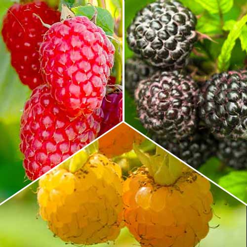 Nevjerojatna ponuda! Malina Trio, set od 3 sorte slika 1 interface.art 8041