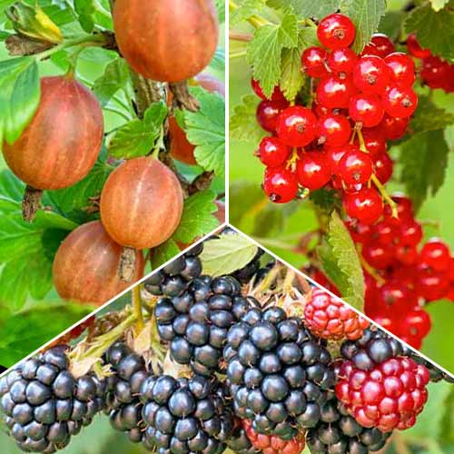 Nevjerojatna ponuda! Multivitaminski trio, set od 3 vrste slika 1 interface.art 5848