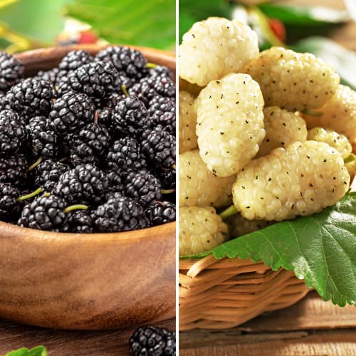 Nevjerojatna ponuda! Murva Duo, set od 2 sorte slika 1 interface.art 5861