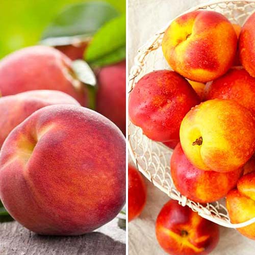 Nevjerojatna ponuda! Nektarina i breskva Duo, set od 2 sorte slika 1 interface.art 4877