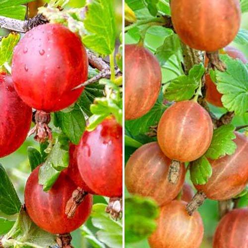 Nevjerojatna ponuda! Ogrozd bez trnja, set od 2 sorte interface.art interface.photo 1 Nevjerojatna ponuda! Ogrozd bez trnja, set od 2 sorte slika 1 interface.art 8042