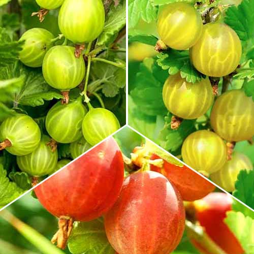 Nevjerojatna ponuda! Ogrozd Trio, set od 3 sorte interface.art interface.photo 1 Nevjerojatna ponuda! Ogrozd Trio, set od 3 sorte slika 1 interface.art 5846