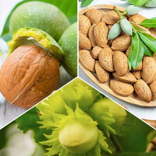 Nevjerojatna ponuda! Orašasti plodovi, set od 3 vrste slika 1 interface.art 6944