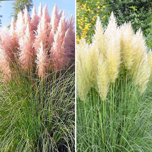 Nevjerojatna ponuda! Pampasna trava Duo, set od 2 sorte slika 1 interface.art 5420