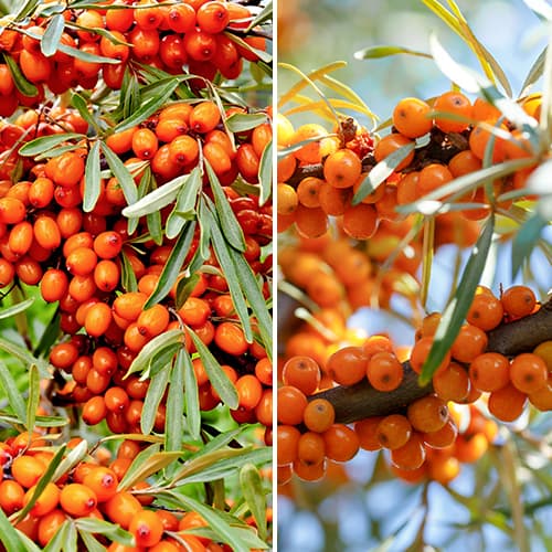 Nevjerojatna ponuda! Pasji trn, set od 2 vrste slika 1 interface.art 5860