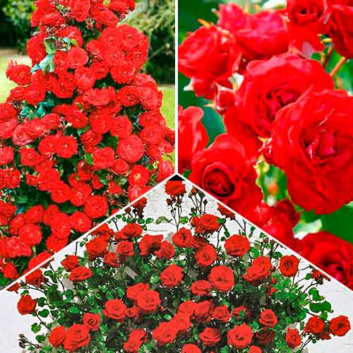 Nevjerojatna ponuda! Ruže Magic of Fire, set od 3 sorte slika 1 interface.art 5211