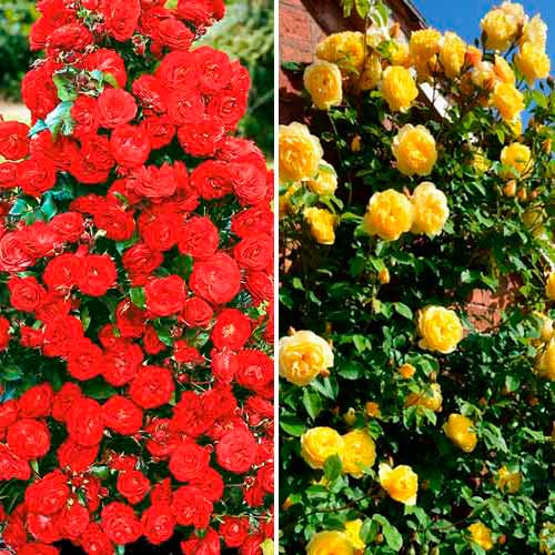 Nevjerojatna ponuda! Ruže penjačice Duo, set od 2 sorte slika 1 interface.art 3699