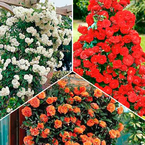 Nevjerojatna ponuda! Ruže penjačice Trio, set od 3 sorte slika 1 interface.art 3647