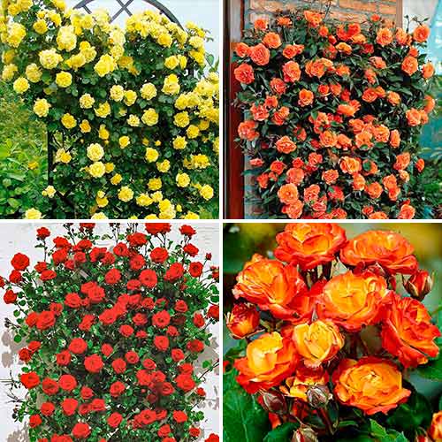 Nevjerojatna ponuda! Ruže Tango, set od 4 sorte slika 1 interface.art 5213