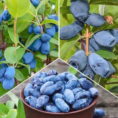 Nevjerojatna ponuda! Sibirska borovnica, set od 3 vrste slika 1 interface.art 5864