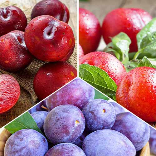 Nevjerojatna ponuda! Šljiva trio, set od 3 sorte slika 1 interface.art 5674