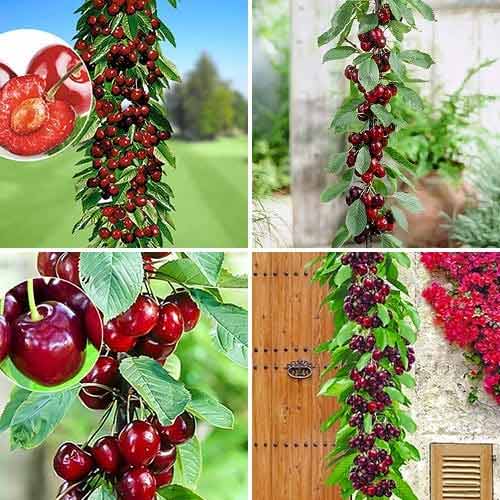 Nevjerojatna ponuda! Stupaste trešnje Kvartet, set od 4 sadnice slika 1 interface.art 1981