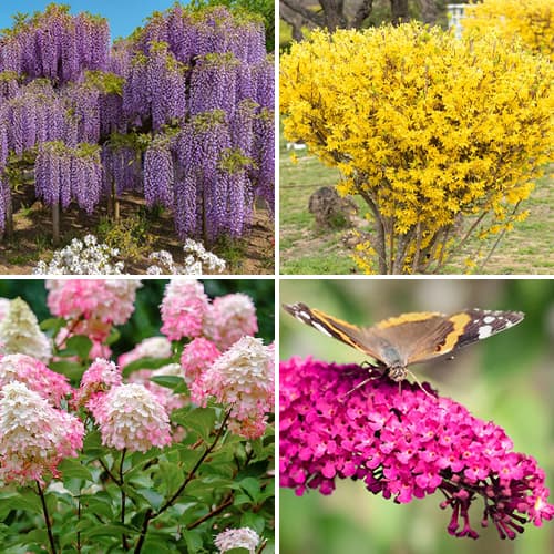 Nevjerojatna ponuda! Ukrasno bilje Summer Collection, set od 4 sorte slika 1 interface.art 9187