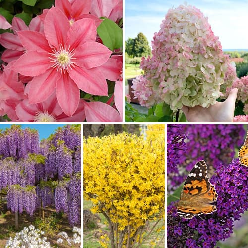 Nevjerojatna ponuda! Ukrasno bilje Vrt u cvatu, set od 5 sorta slika 1 interface.art 2033