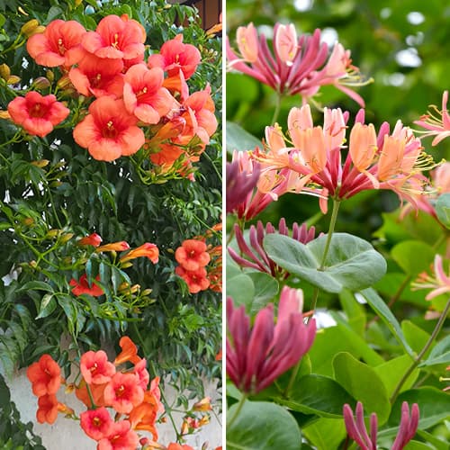 Nevjerojatna ponuda! Ukrasno puzavo bilje, set od 2 vrste slika 1 interface.art 4817