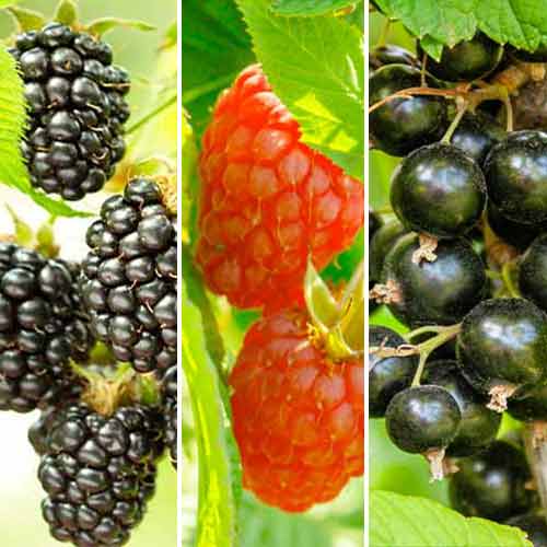 Nevjerojatna ponuda! Voće za smoothije, set od 3 sorte slika 1 interface.art 5847