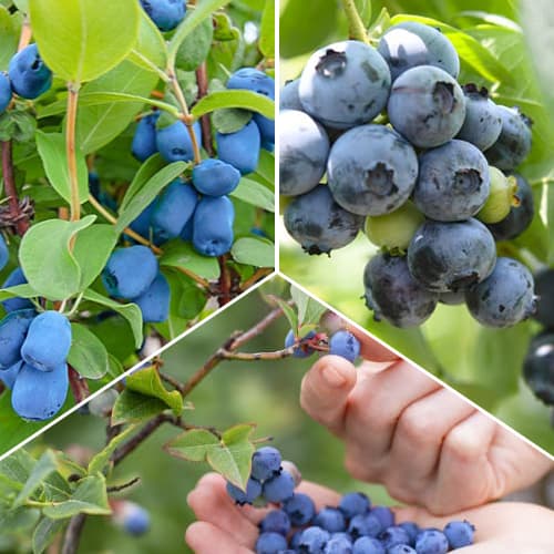 Nevjerojatna ponuda! Voćni grmovi Šumski plodovi, set od 3 vrste slika 1 interface.art 1588