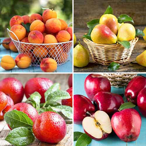 Nevjerojatna ponuda! Voćni kvartet, set od 4 vrste slika 1 interface.art 5873