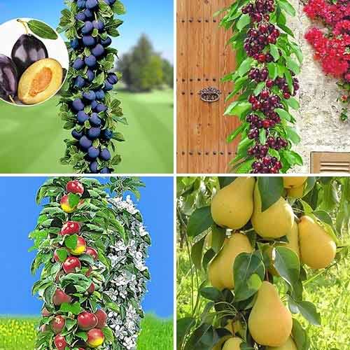 Nevjerovatna ponuda! Stupasta stabla Kućni voćnjak, set od 4 sorte slika 1 interface.art 1955