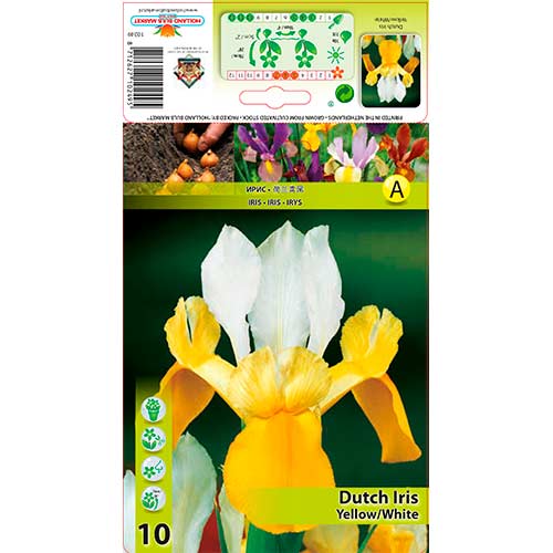 Nizozemski iris Yellow/White slika 1 interface.art 76231