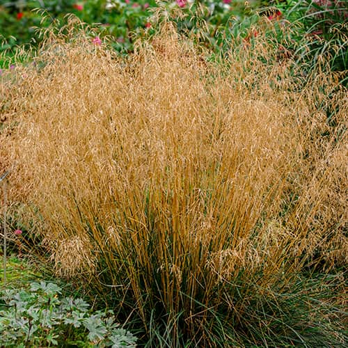 Obična busika Northern Lights slika 1 interface.art 5655