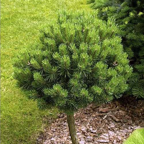 Obični bor Treasure, C5 slika 1 interface.art 8260