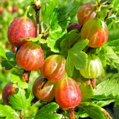 Ogozd Achilles slika 1 interface.art 5830