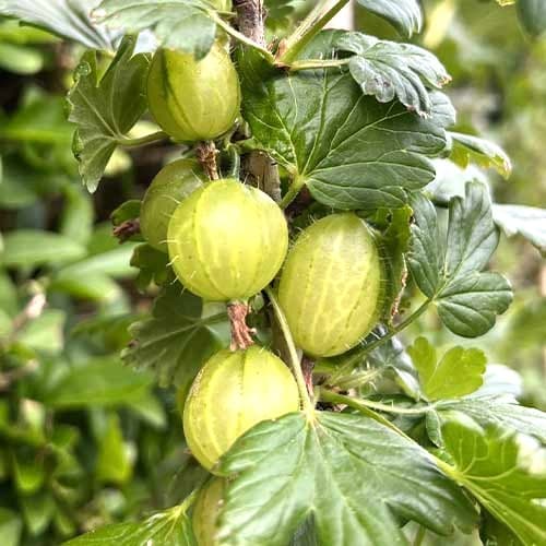 Ogozd Invicta interface.art interface.photo 1 Ogozd Invicta slika 1 interface.art 7647