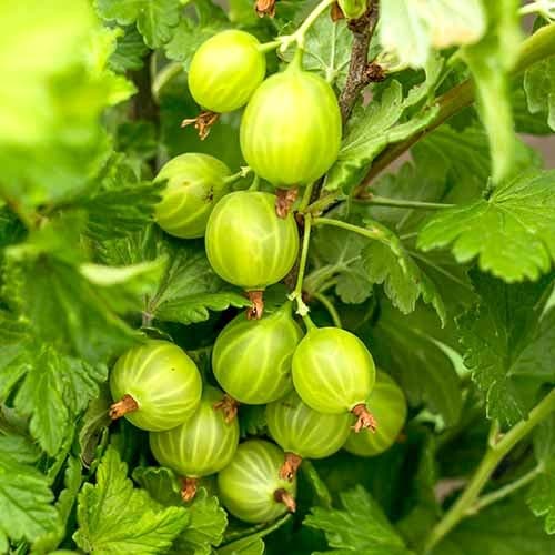 Ogozd Mucurines interface.art interface.photo 1 Ogozd Mucurines slika 1 interface.art 7646