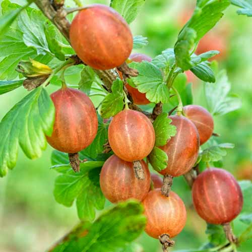 Ogrozd bez trnja Captivator slika 1 interface.art 7593