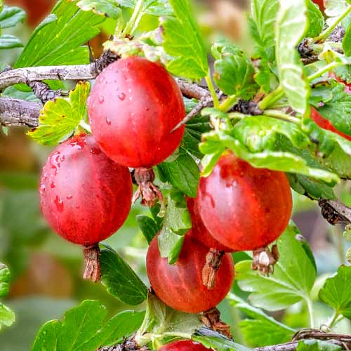 Ogrozd bez trnja Spinefree interface.art interface.photo 1 Ogrozd bez trnja Spinefree slika 1 interface.art 7648