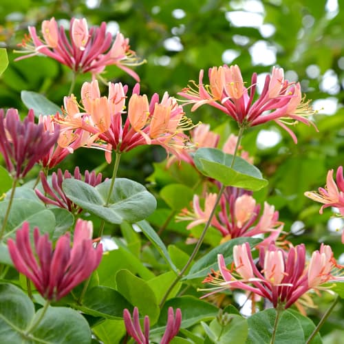 Orlovi nokti American Beauty, P9 slika 1 interface.art 9046