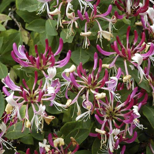 Orlovi nokti Fragrant Cloud PBR, С2 slika 1 interface.art 8230