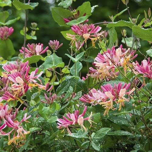 Orlovi nokti Hekrota Goldflame, С2 slika 1 interface.art 8231